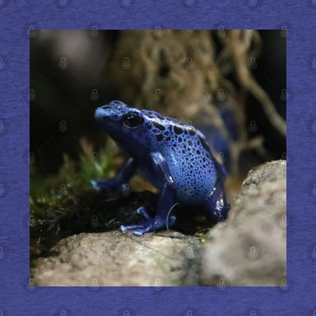 Okopipi Blue Poison Arrow or Dart Frog by Christine aka stine1